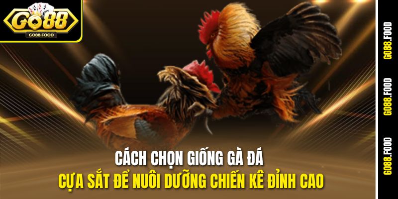 Hướng Dẫn Cách Huấn Luyện Gà Đá Cựa Sắt Từ A Đến Z Tại Go88 2 Cách chọn giống gà đá cựa sắt để nuôi dưỡng chiến kê đỉnh cao