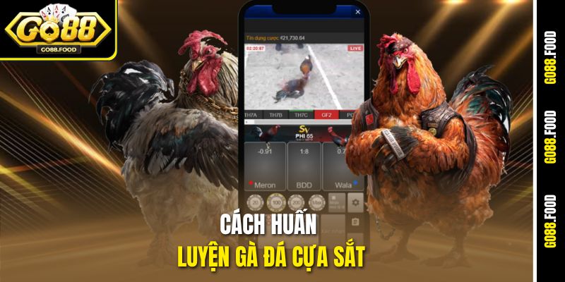 Hướng Dẫn Cách Huấn Luyện Gà Đá Cựa Sắt Từ A Đến Z Tại Go88