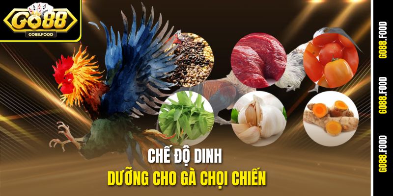 Chế Độ Dinh Dưỡng Cho Gà Chọi Chiến Sung Mãn Tại Go88