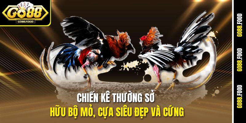 Chiến kê thường sở hữu bộ mỏ, cựa siêu đẹp và cứng