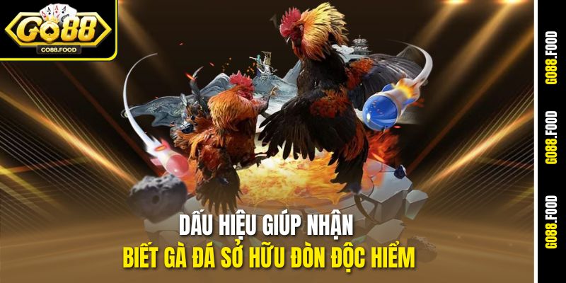 Cách Chọn Gà Đá Có Đòn Độc Cực Chuẩn Tại Go88 2 Dấu hiệu giúp nhận biết gà đá sở hữu đòn độc hiểm