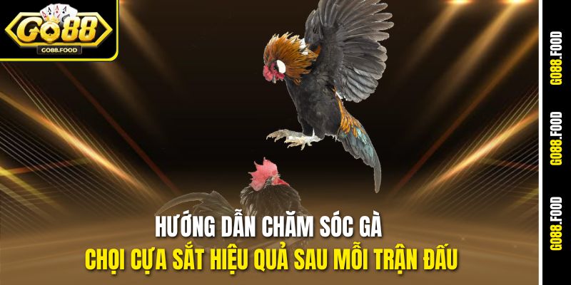 Hướng Dẫn Cách Huấn Luyện Gà Đá Cựa Sắt Từ A Đến Z Tại Go88 4 Hướng dẫn chăm sóc gà chọi cựa sắt hiệu quả sau mỗi trận đấu