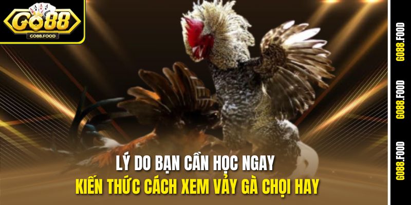 Cách Xem Vảy Gà Chọi Hay Tại Go88 – Chọn Thần Kê Chiến Đấu 2 Lý do bạn cần học ngay kiến thức cách xem vảy gà chọi hay